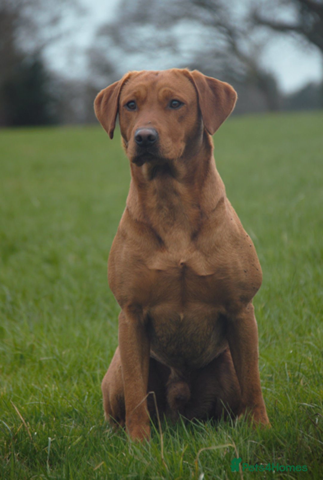 Labrador Retriever dogs for stud: Dark Red Fox Labrador Stud Dog in Ellesmere - Image 1