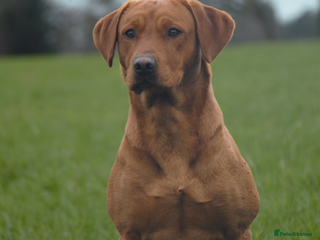 Labrador Retriever dogs in Ellesmere - Advert 36
