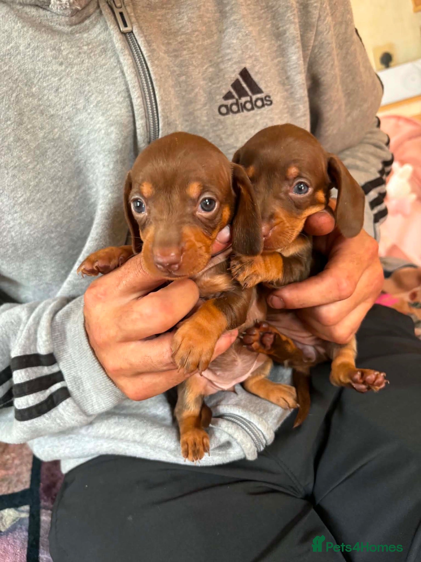 Miniature Dachshund dogs Oh my goodness so cute  - Advert 16