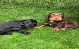 Cocker Spaniel dogs for sale: KC DNA SHOW TYPE COCKER SPANIEL!!  - Image 7