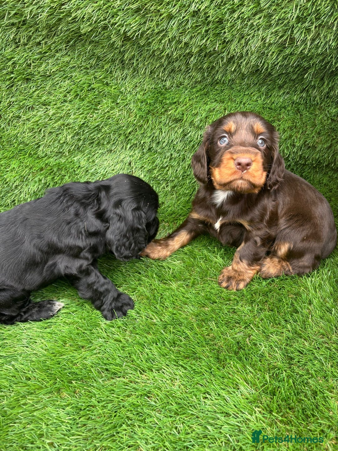 Cocker Spaniel dogs for sale: KC DNA SHOW TYPE COCKER SPANIEL!!  - Image 7