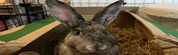 Mixed Breed rabbits for sale: Luna& thumper both 20 weeks - Advert 5