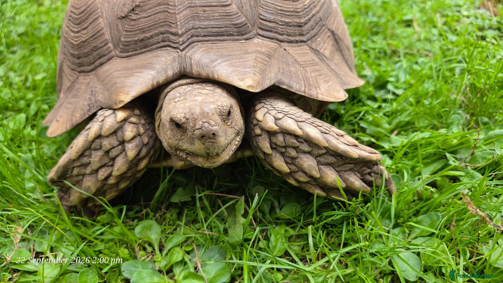 Tortoise reptiles Large sulcata tortoise - Advert 1