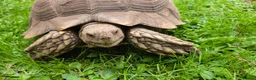 Tortoise reptiles for sale: Large sulcata tortoise - Advert 1