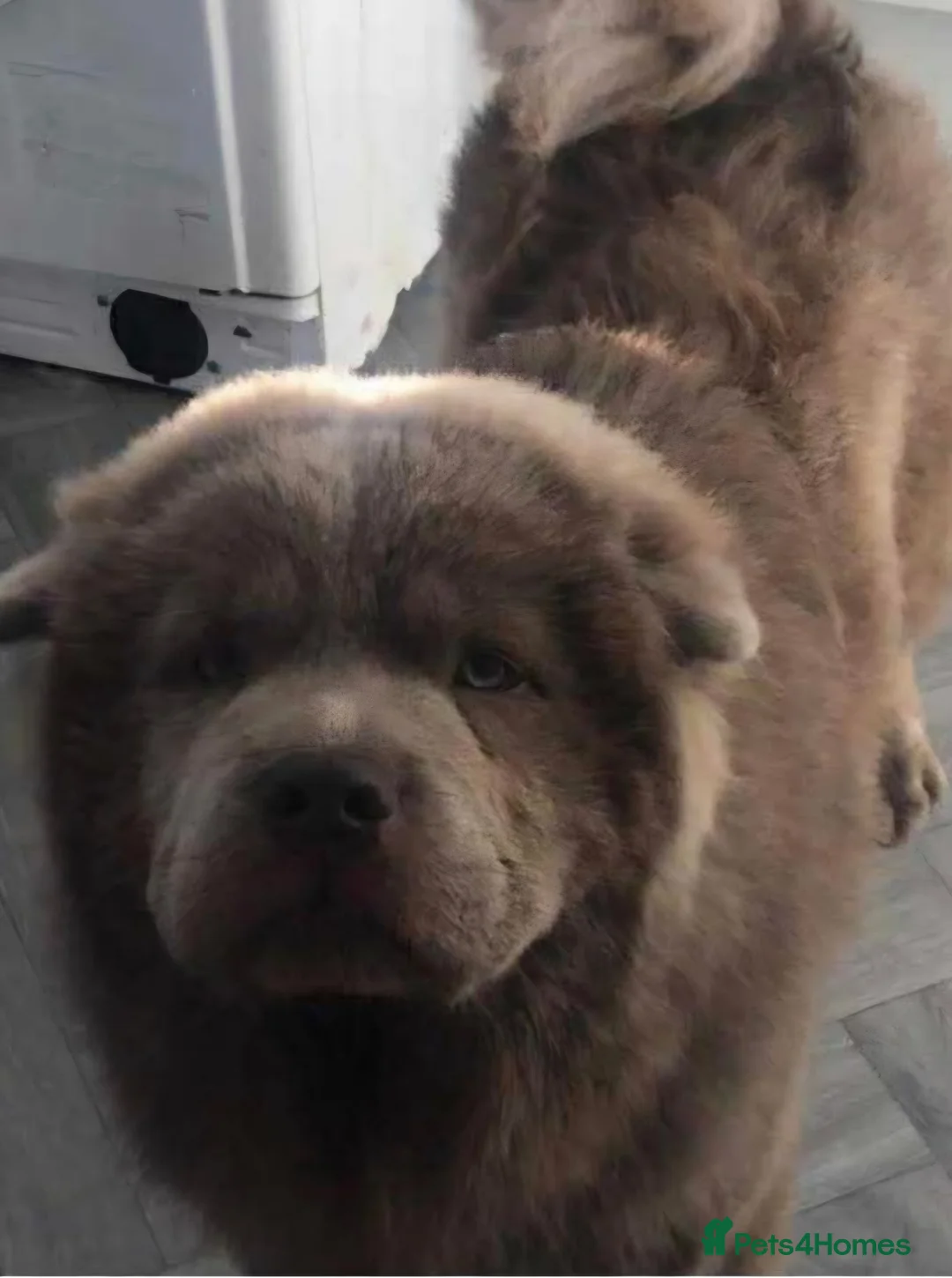 Mixed Breed dogs for sale: Chowpeis - Advert 5
