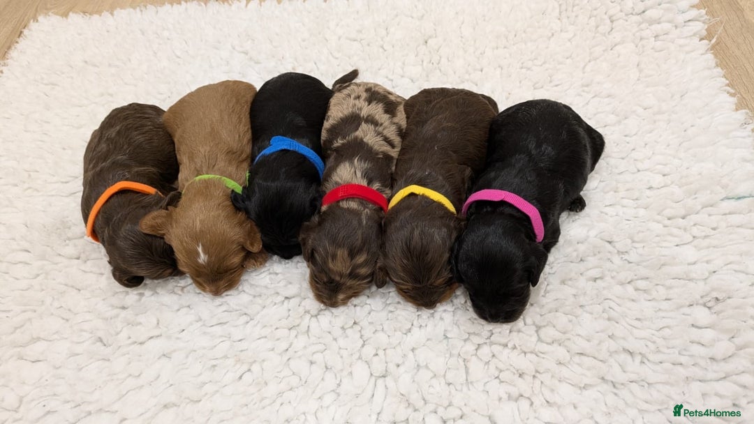 Cavapoo dogs for sale: F1 Cavapoos - Parents DNA Health Tested  - Advert 1