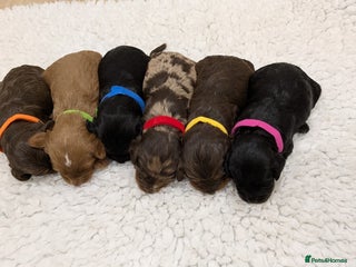 Cavapoo dogs for sale: F1 Cavapoos - Parents DNA Health Tested - Advert 1