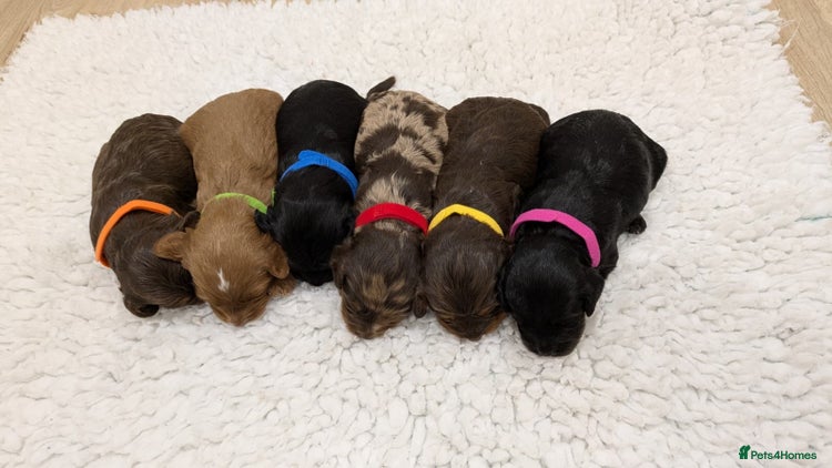 Cavapoo dogs F1 Cavapoo’s - Parents DNA Health Tested - Advert 1