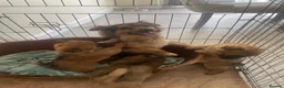 German Spitz dogs for sale: German spritz puppies  - Advert 13