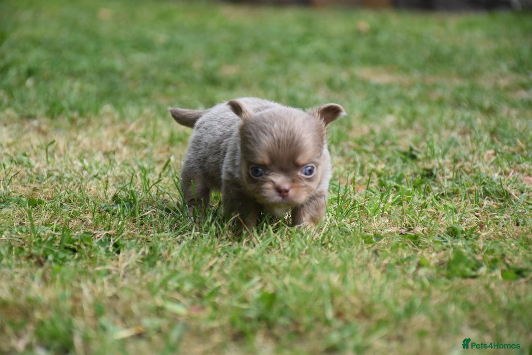 Chihuahua dogs for sale: ⭐️Gorgeous Long haired Lilac and Tan Chihuahuas ⭐️ - Image 11
