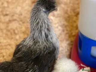 Chickens poultry Female bantams- Silkies, Polish, Pekins and Booted - Advert 1