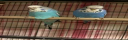 Budgerigars birds for sale: Baby Budgies’s for sale  - Advert 22