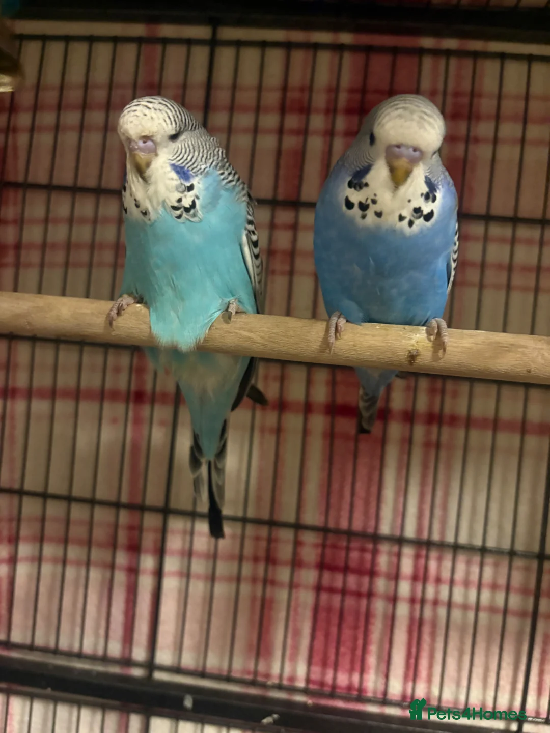 Budgerigars birds for sale: Baby Budgies’s for sale  - Advert 22