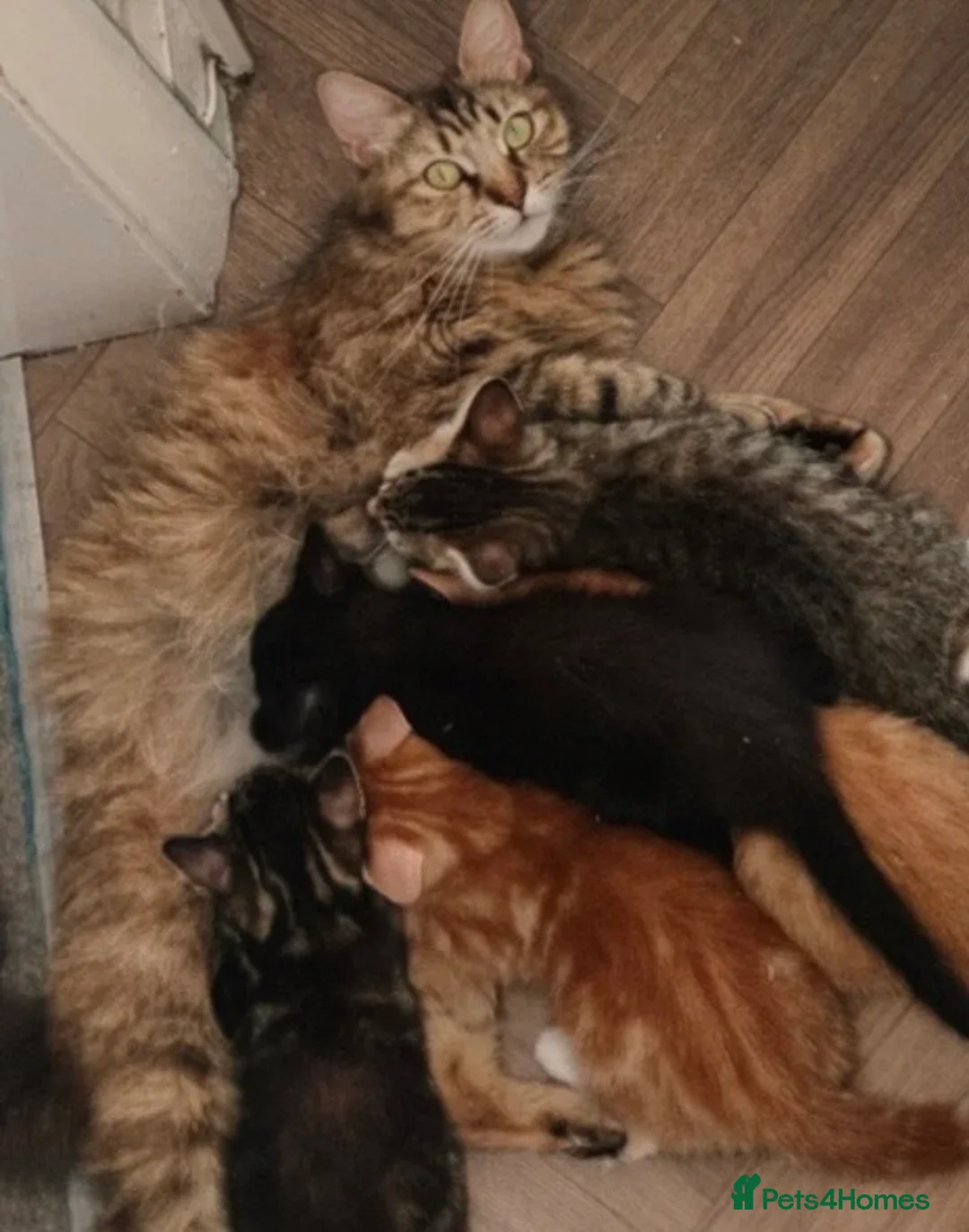 British Shorthair cats for sale: Beautiful Playful Kitten - Ready now - £50 each - Advert 2