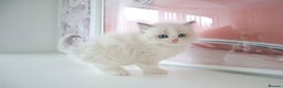 Ragdoll cats for sale: INDOOR FULL PEDIGREE RAGDOLL KITTENS - Advert 21