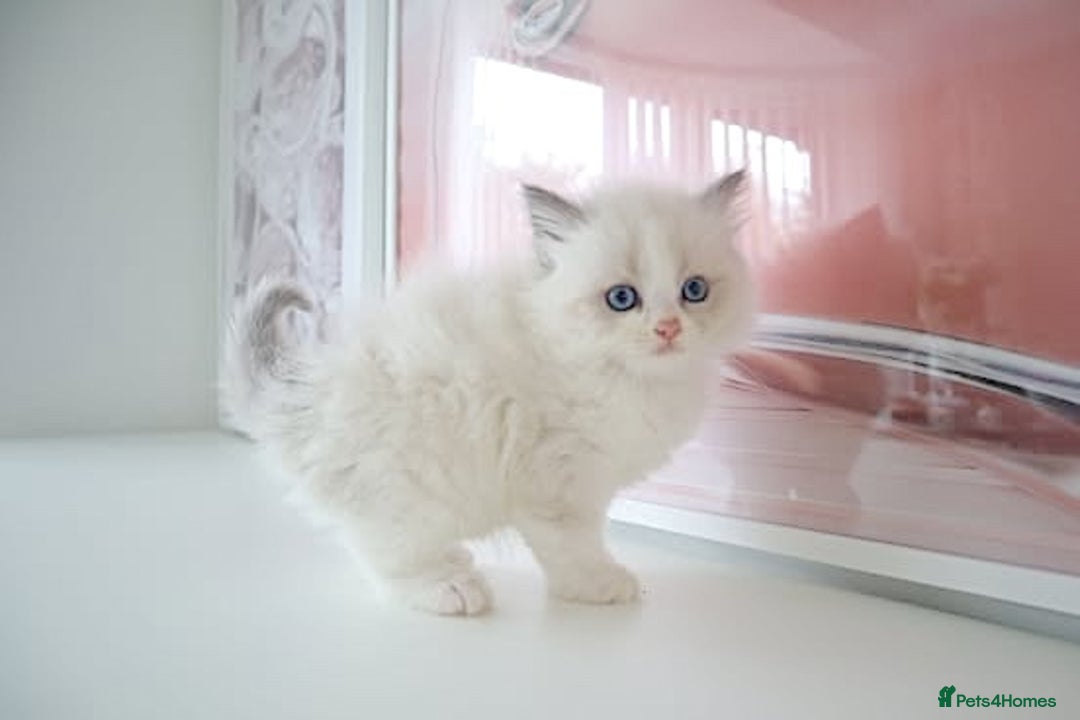 Ragdoll cats for sale: INDOOR FULL PEDIGREE RAGDOLL KITTENS - Advert 21