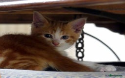 Domestic Shorthair cats for sale: Two very Pretty Kittens - Image 2