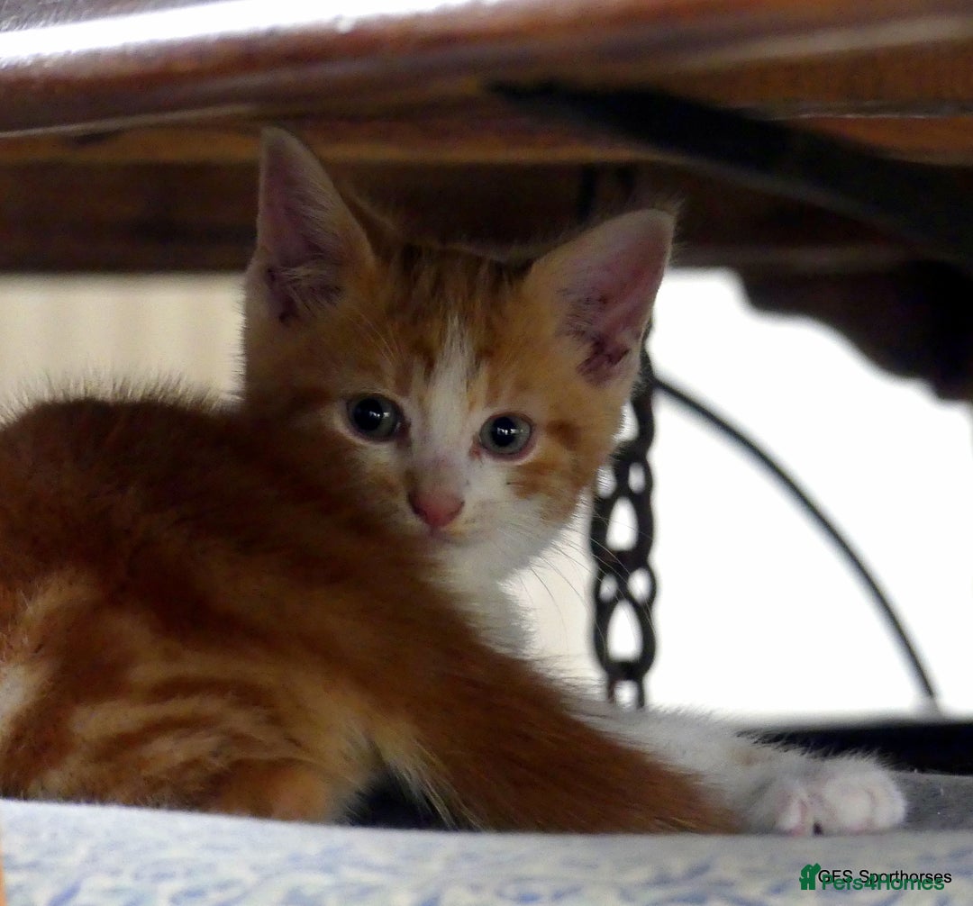 Domestic Shorthair cats for sale: Two very Pretty Kittens - Image 2