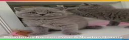 British Shorthair cats for sale: ✨Carefully Bred. Deeply Loved - Advert 4