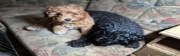 Cavapoo dogs for sale: Ready now - Gorgeous red Cavapoo girl - Advert 2