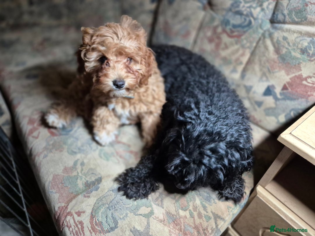 Cavapoo dogs for sale: Ready now - Gorgeous red Cavapoo girl - Advert 2