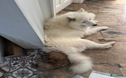 Samoyed dogs for sale: 🐾 🐶 AMAZING, UNIQUE, HEAD TURNING male Samoyed - Image 16
