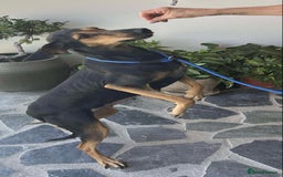 Mixed Breed dogs for adoption: Cinnamon needs a loving home  - Image 18