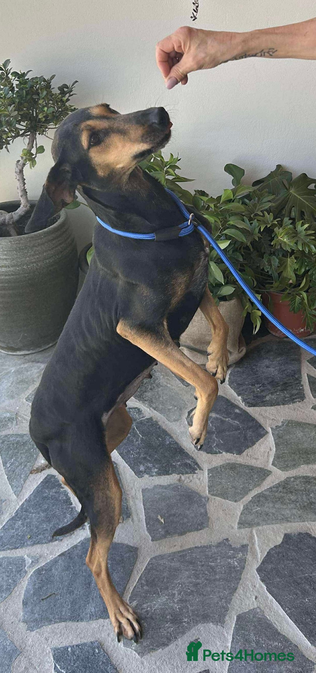 Mixed Breed dogs for adoption: Cinnamon needs a loving home  - Image 18