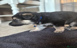 German Shepherd dogs for sale: 8x German Shepherd Puppies - Image 9