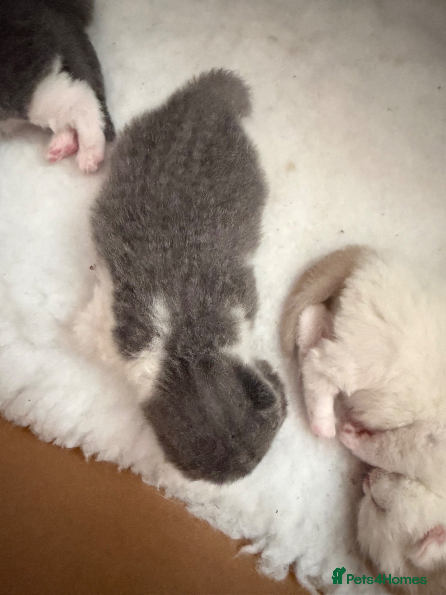 British Shorthair cats British ShortHair Kittens Father a Grand Champion  - Advert 2