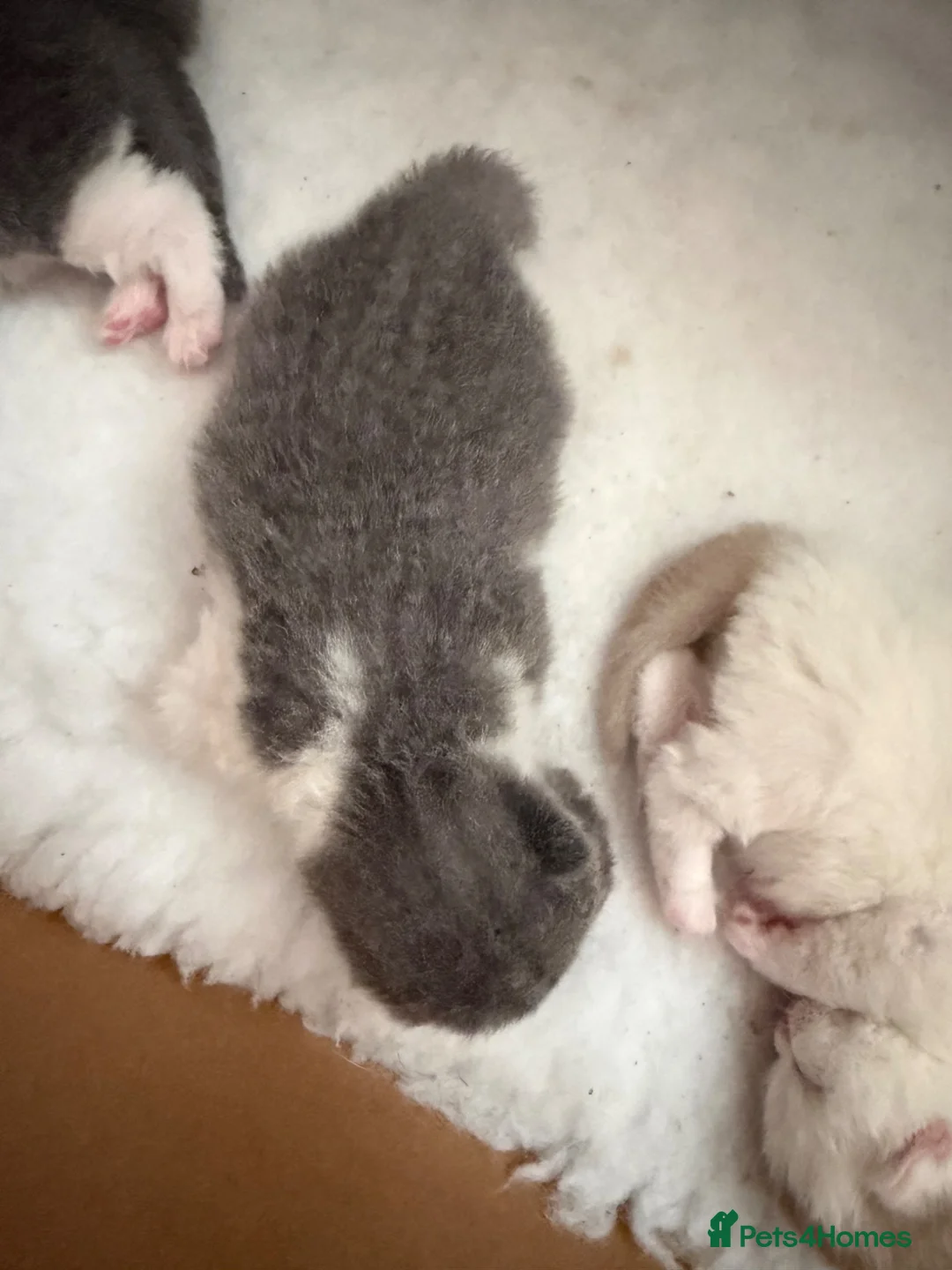 British Shorthair cats for sale: British ShortHair Kittens Father a Grand Champion  - Advert 2