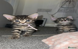 Mixed Breed cats for sale: 4 Beautiful tabby kittens - Image 6