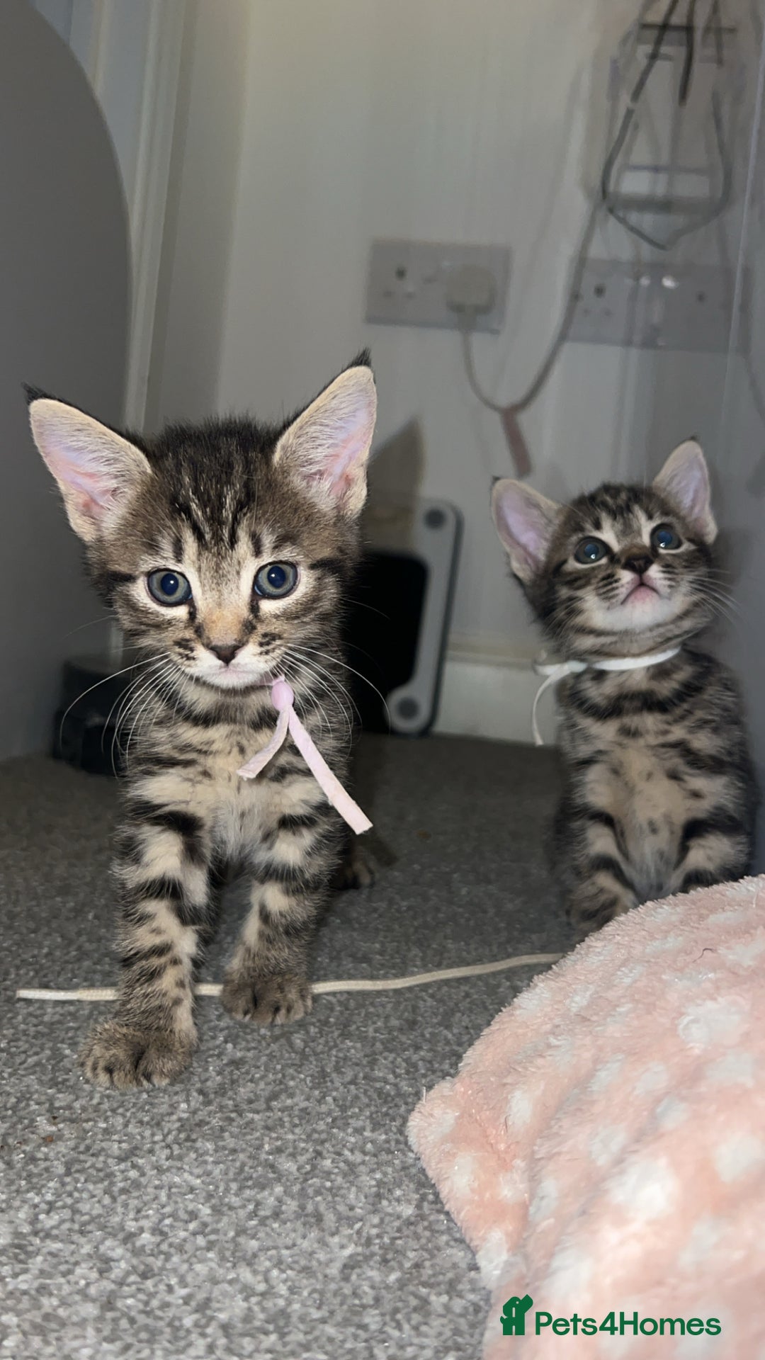 Mixed Breed cats for sale: 4 Beautiful tabby kittens - Image 6