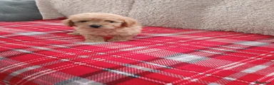 Cavapoo 6