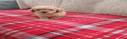 Cavapoo dogs for sale: Beautiful cavapoo puppies  in Winsford - Advert 6