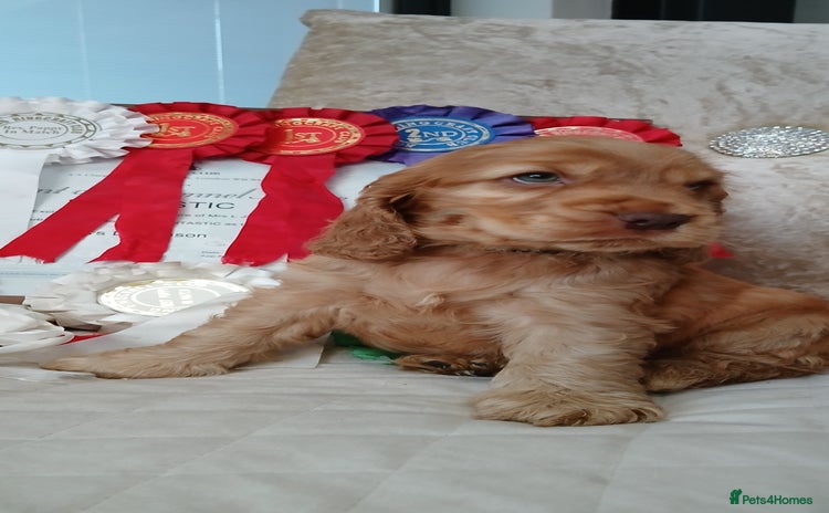 Cocker Spaniel dogs - Advert 3