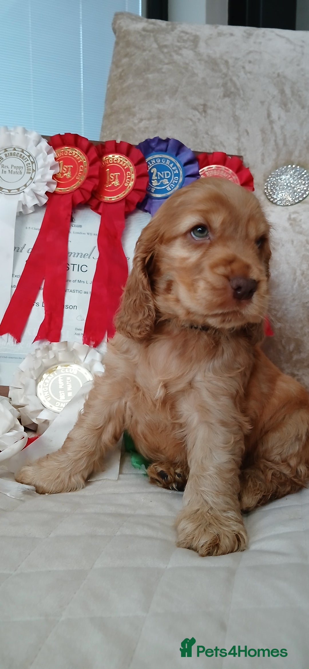 Cocker Spaniel dogs for sale: SHOW COCKER SPANIEL GOLDEN BOY/ DNA TESTED PARENTS - Image 1