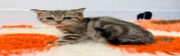 British Shorthair cats for sale: Lilac GCCF registered BSH kittens in Swansea - Advert 14