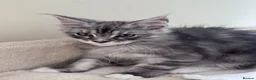 Maine Coon cats for sale: Gorgeous Pedigree Maine Coon Kittens for Sale - Advert 9