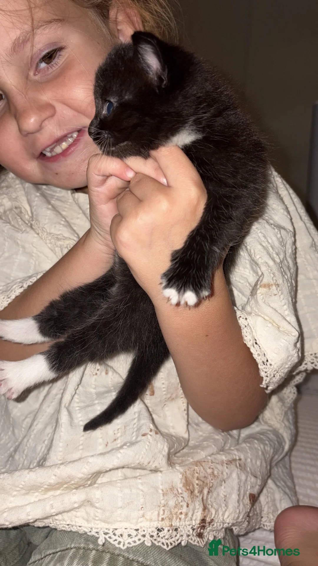 British Shorthair cats for sale: Beautiful kittens available  - Advert 2