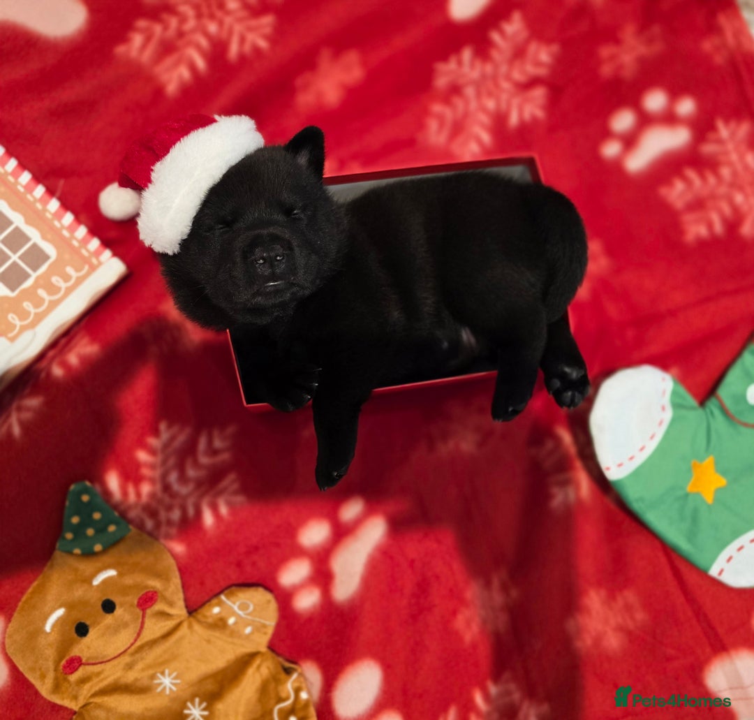 Mixed Breed dogs for sale: Chaffy puppies - Advert 22