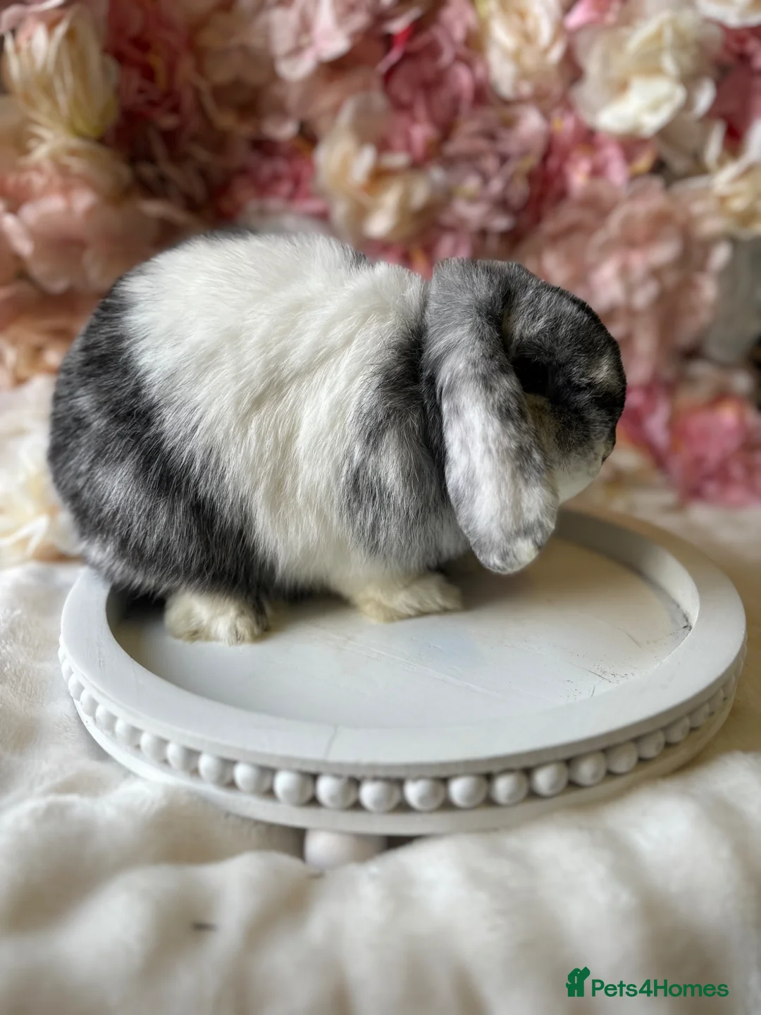 Mini Lop rabbits for sale: Mini lop doe  - Advert 5
