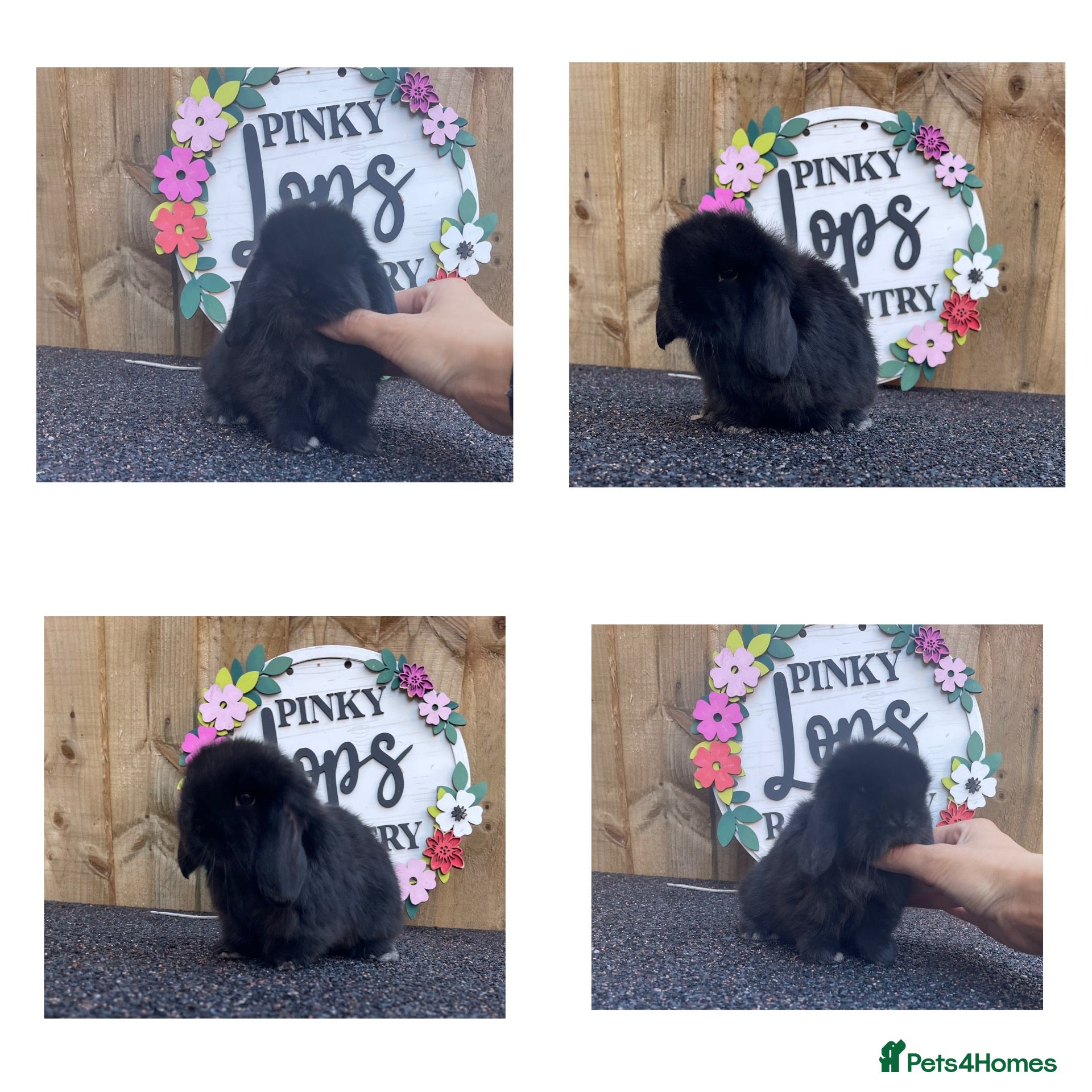 Mini Lop rabbits Beautiful mini lops  - Advert 1