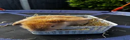 Mini Lop rabbits for sale: Pure breed Mini Lop bunnies  - Advert 36
