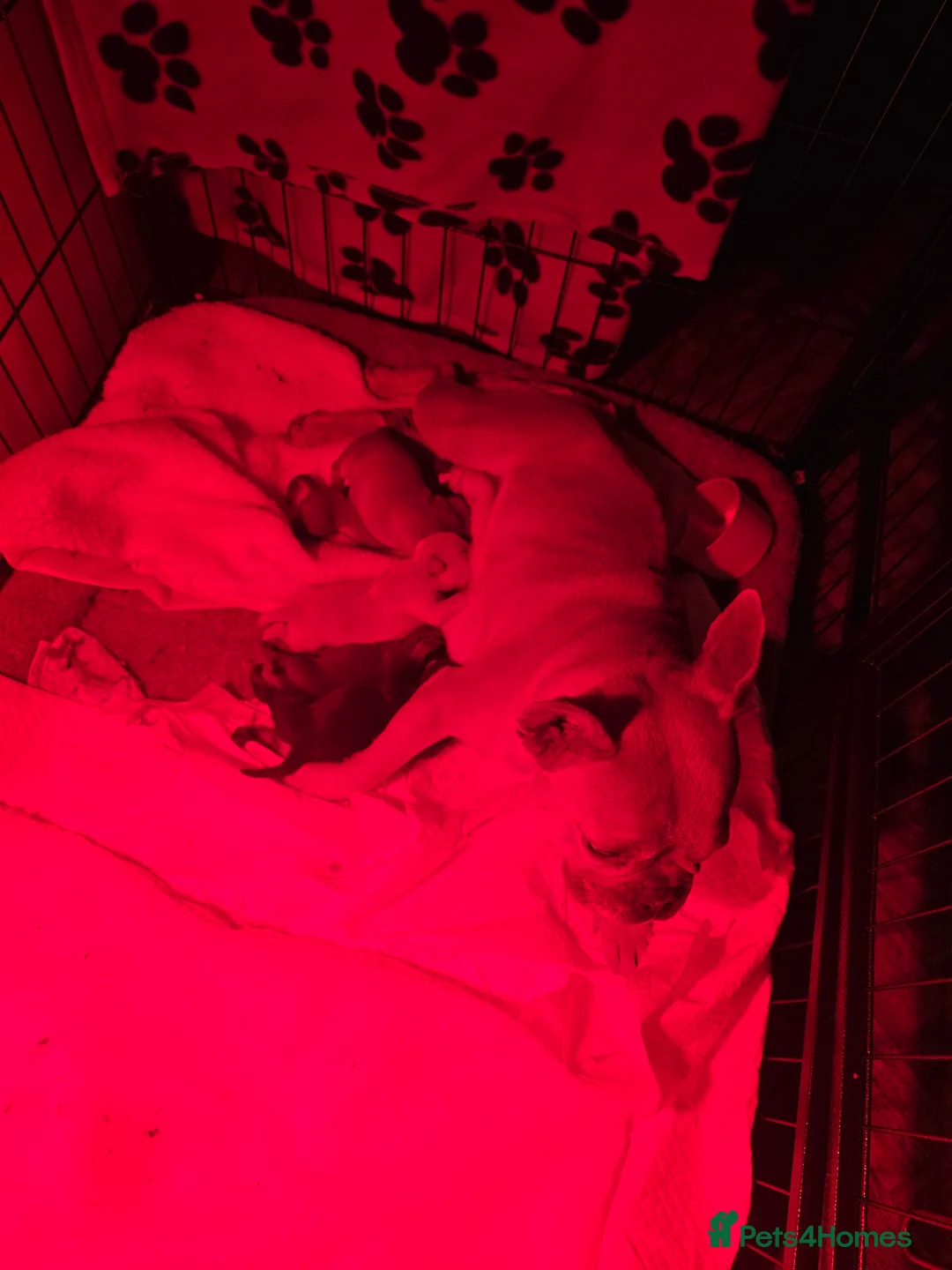 Mixed Breed dogs for sale: Floodles - Advert 5