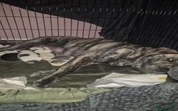 Mixed Breed dogs for sale: American Akita/Bullmastiff cross - Image 29