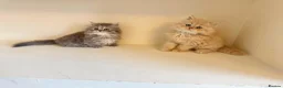 Persian cats for sale: Rare DWARF LEG PERSIANS - Persian Munchkin Minuets - Advert 9