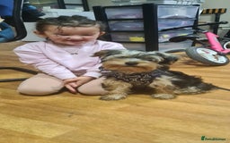 Yorkshire Terrier dogs for sale: Sweet natured boys - Image 9