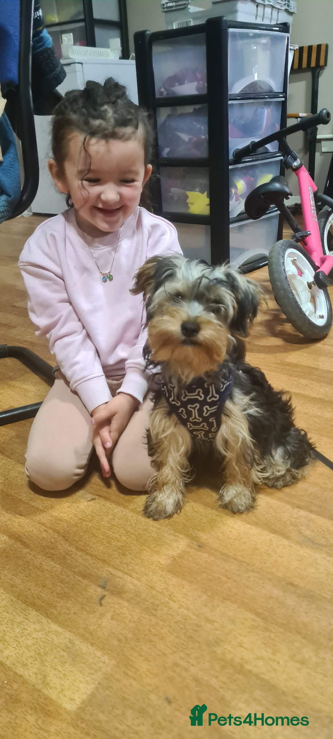 Yorkshire Terrier dogs for sale: Sweet natured boys - Image 9