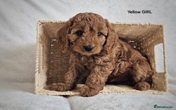 Cavapoo dogs for sale: Adorable F1b Cavapoo Puppies Ready 15th November - Image 12
